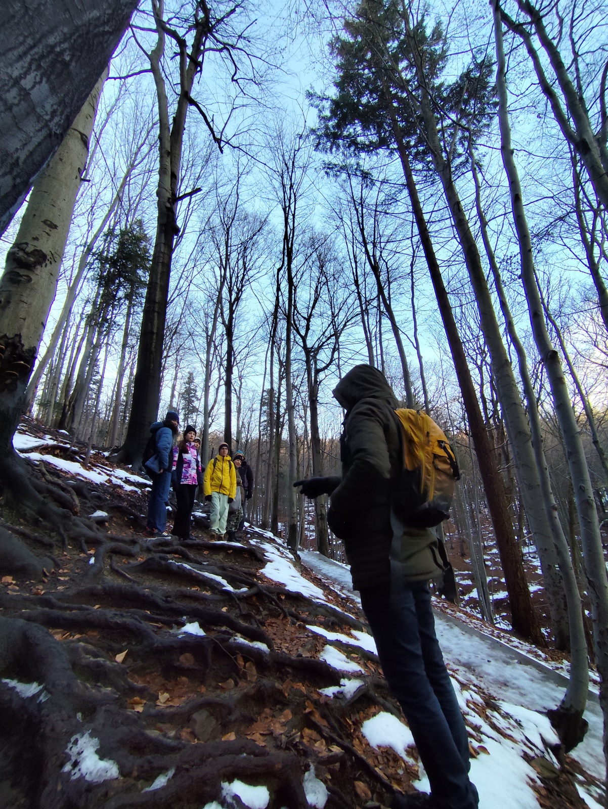 Participants walking up a forest slope – moving along a path between trees while listening to explanations about the role of roots.