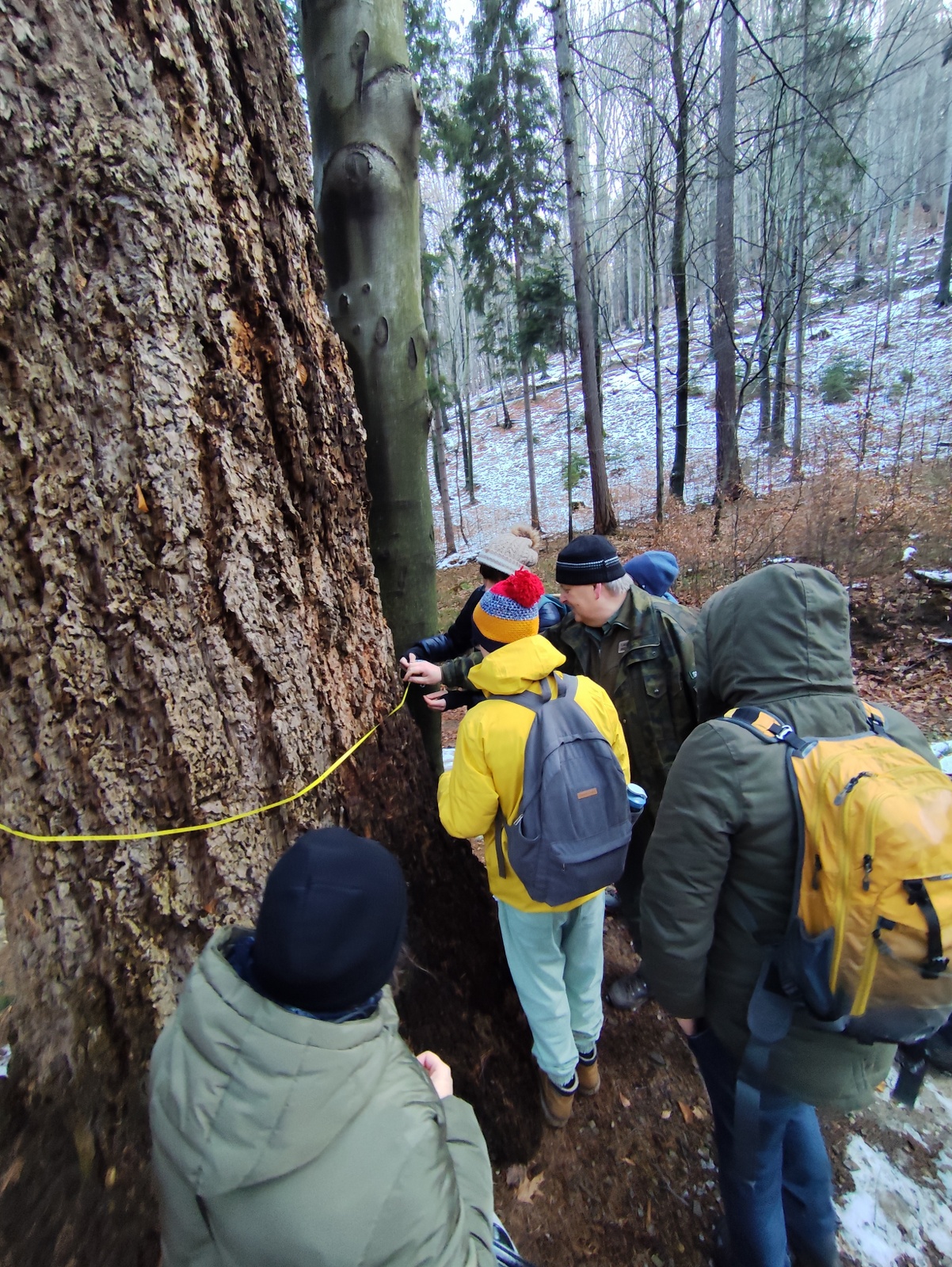 Participants measuring the trunk circumference – stretching a tape around a large tree.