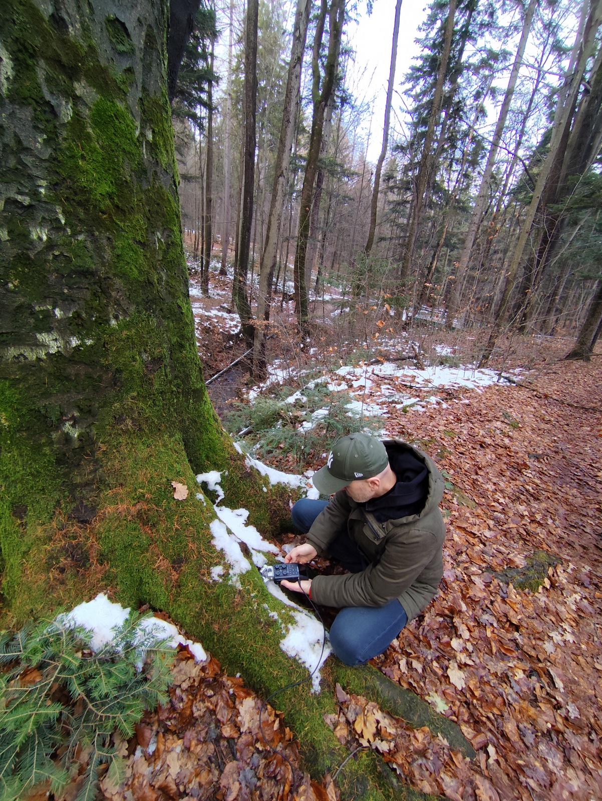 Local artist, wearing headphones, crouching beside a tree trunk and recording sounds from the tree with specialist equipment.