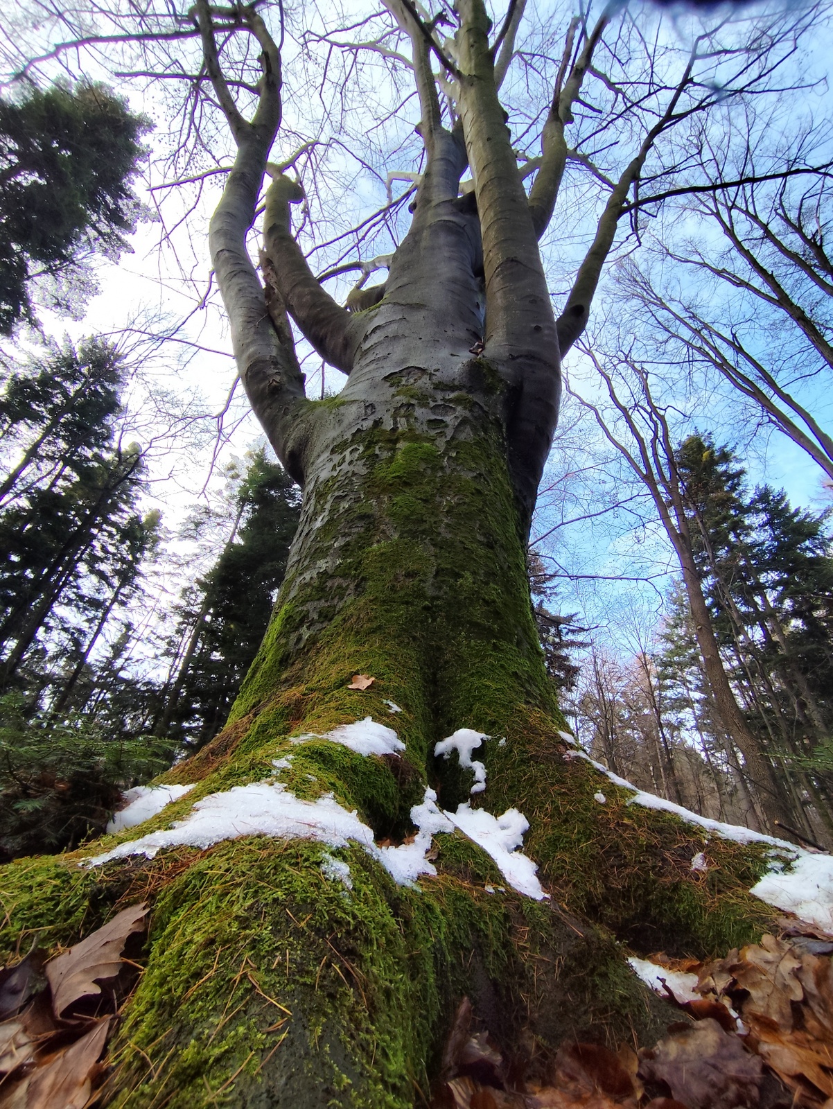 Photograph of a tree showing its trunk and crown – moss and snow visible at the base.