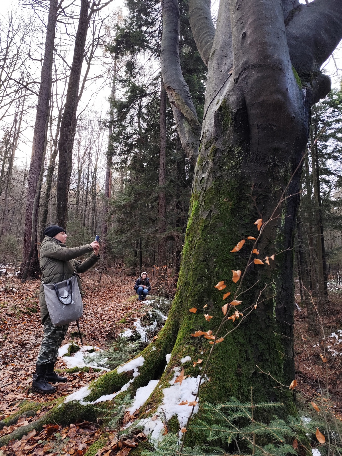 Person standing under a tree – taking a close-up photograph of it.