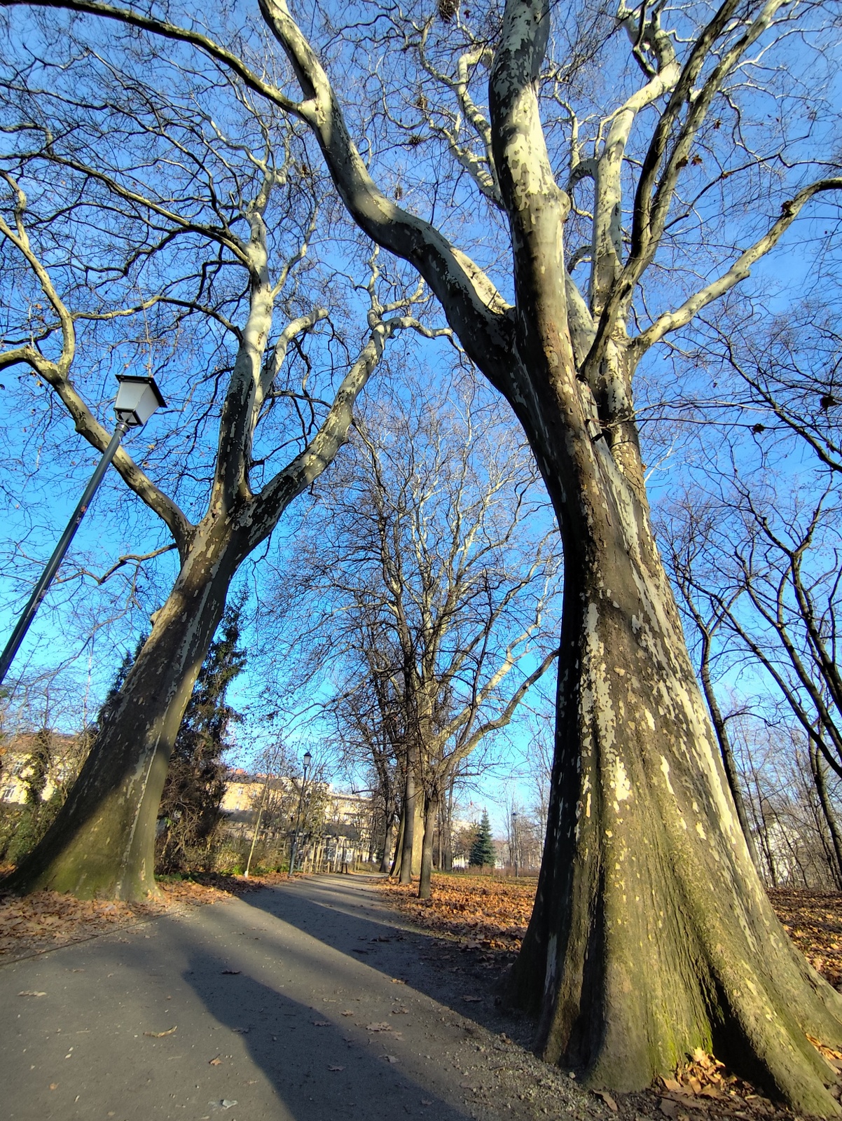 Empty avenue of tall, spreading trees in the park – showing the scale and size of the trees.