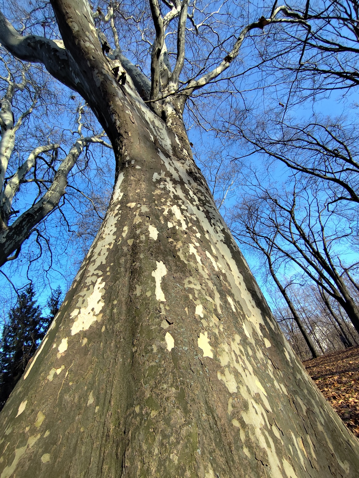 Broad tree photographed from below – the trunk dominates against the sky.