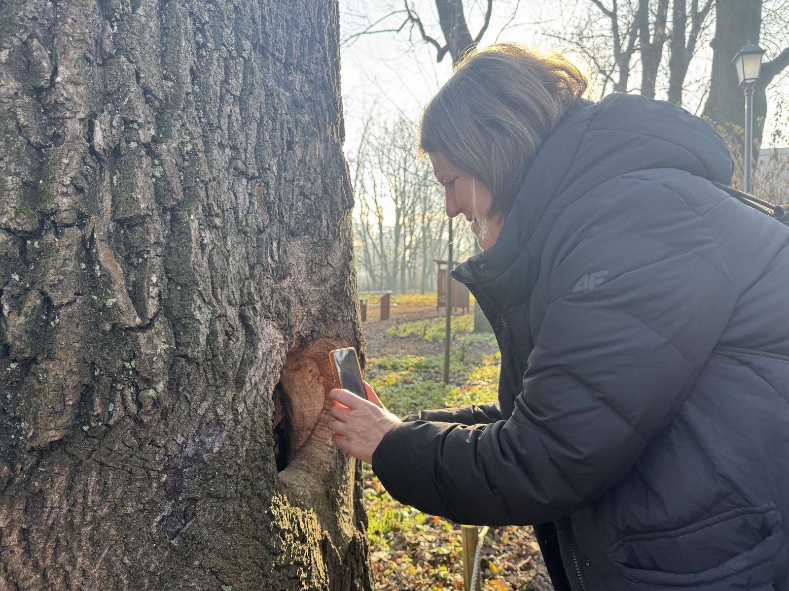 Person taking a close-up photograph of a tree hollow.