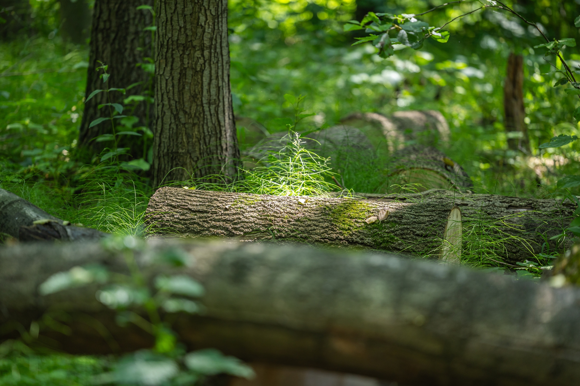 na zdjęciu park
