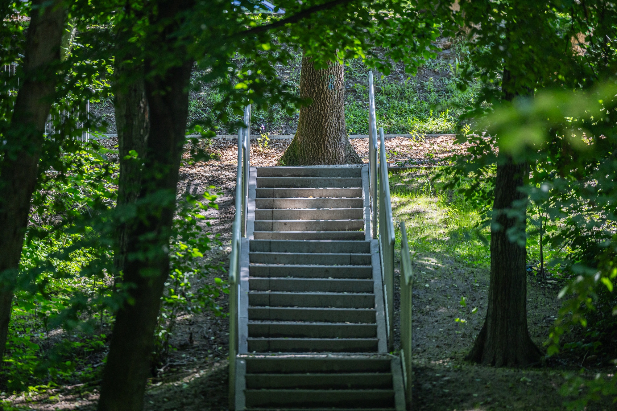 na zdjęciu park