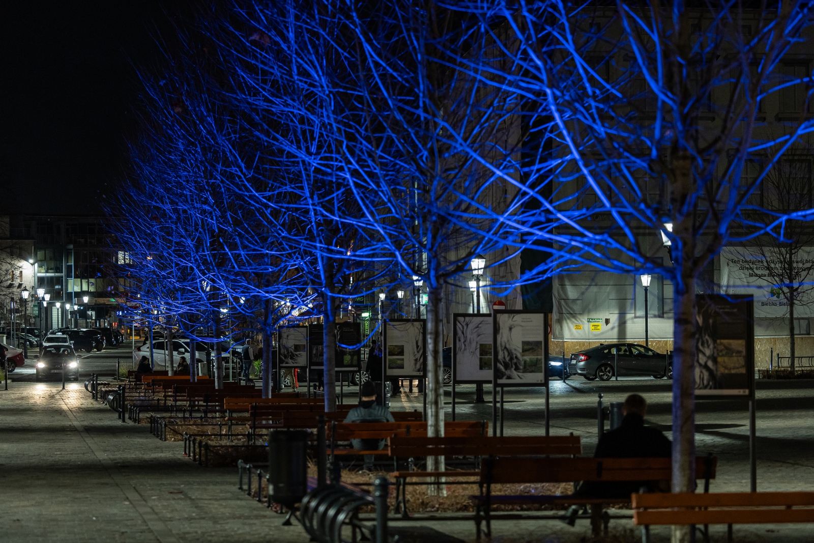 podświetlone na niebiesko drzewa na placu Wojska Polskiego 