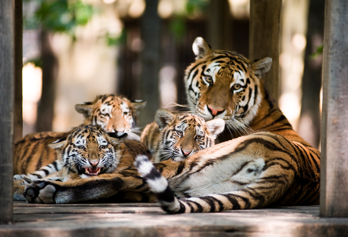 Zoo i 3 tygrysy