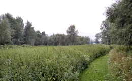 Zdjęcie działki