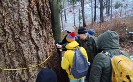 Participants measuring the trunk circumference – stretching a tape around a large tree.