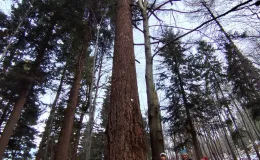 Participants standing together with the municipal forester beside a large tree during measurement of the trunk volume.
