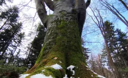 Photograph of a tree showing its trunk and crown – moss and snow visible at the base.