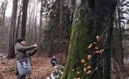 Person standing under a tree – taking a close-up photograph of it.