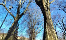 Empty avenue of tall, spreading trees in the park – showing the scale and size of the trees.