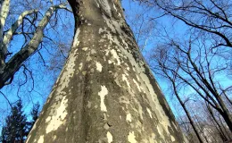 Broad tree photographed from below – the trunk dominates against the sky.