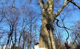 Person with closed eyes and a smile, facing the sun, embracing a large tree.