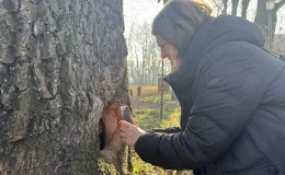 Person taking a close-up photograph of a tree hollow.