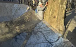 Person taking a close-up photograph of tree bark.