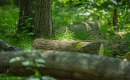 na zdjęciu park