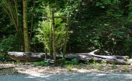 na zdjęciu park