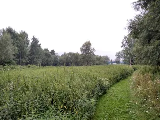 Zdjęcie działki