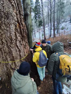 Participants measuring the trunk circumference – stretching a tape around a large tree.