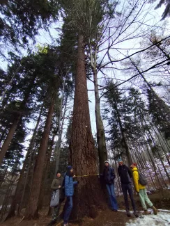Participants standing together with the municipal forester beside a large tree during measurement of the trunk volume.