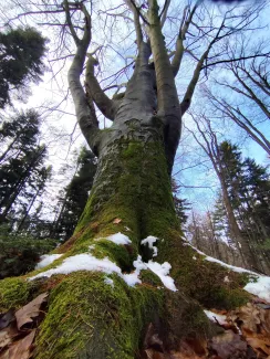 Photograph of a tree showing its trunk and crown – moss and snow visible at the base.
