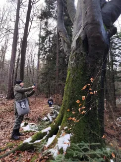 Person standing under a tree – taking a close-up photograph of it.