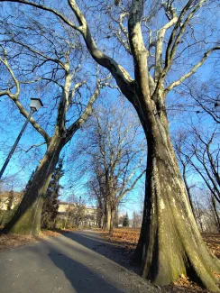 Empty avenue of tall, spreading trees in the park – showing the scale and size of the trees.