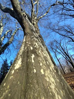 Broad tree photographed from below – the trunk dominates against the sky.