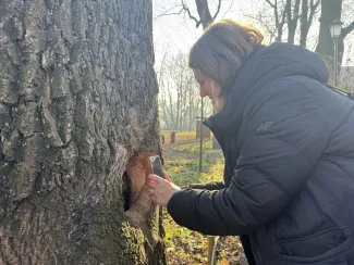 Person taking a close-up photograph of a tree hollow.