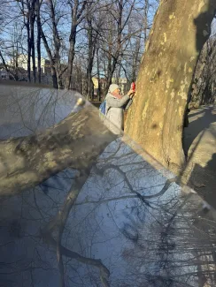 Person taking a close-up photograph of tree bark.