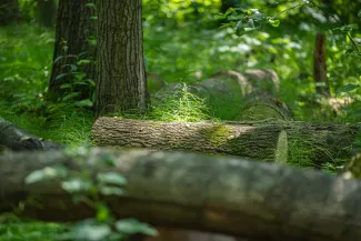 na zdjęciu park