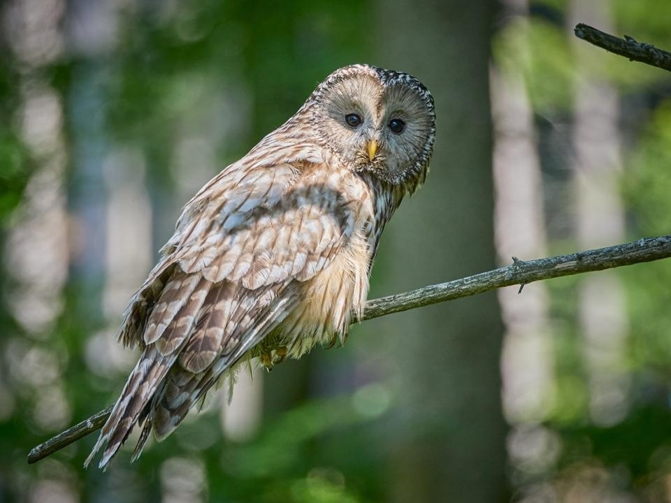 Puszczyk uralski - pierwsza nagroda w konkursie Beskidy w kadrze zatrzymane w kat. do lat 16; fot. Kacper Chwiejczak Na zdjęciu puszczyk uralski
