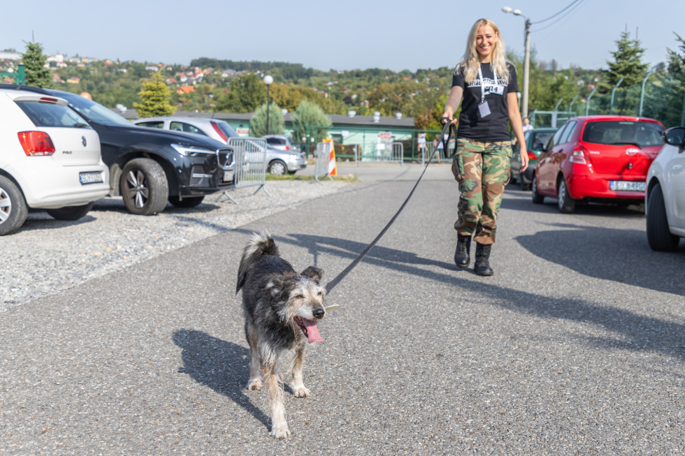Na zdjęciu kobieta wyprowadza na spacer psa ze schroniska 