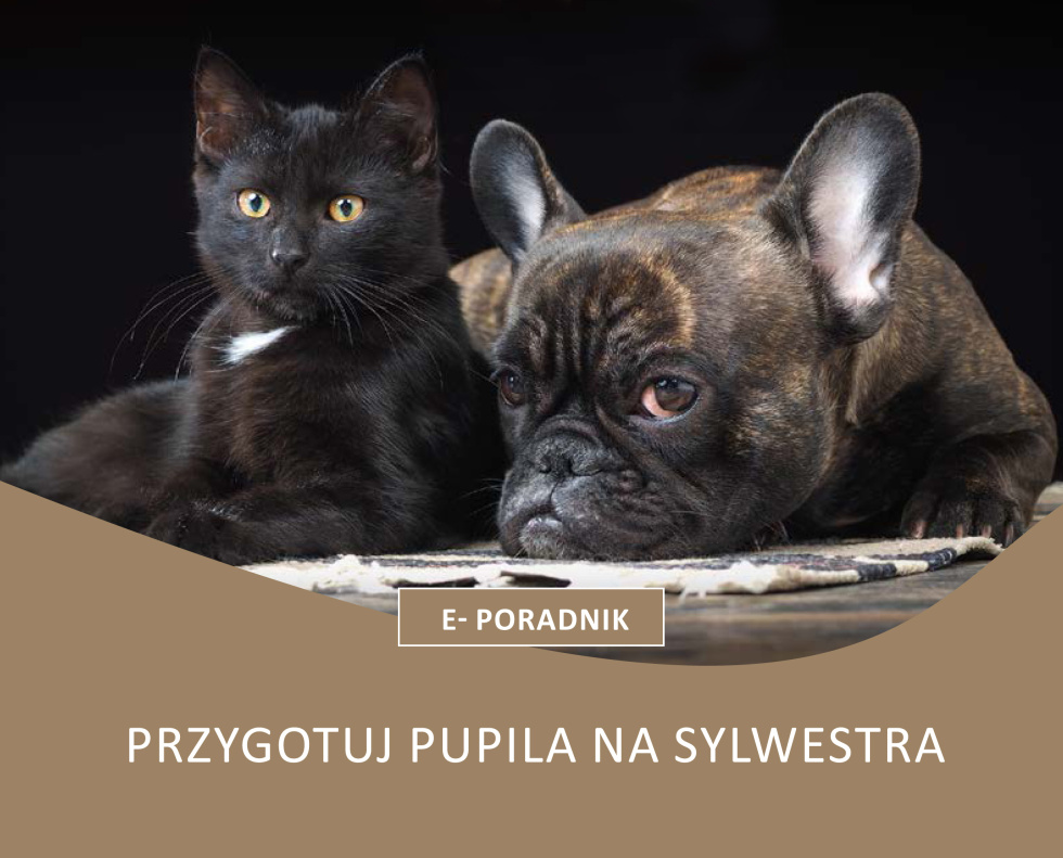Na zdjęciu grafika z kotem i psem