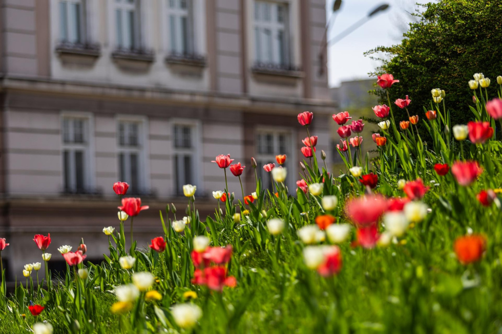Na zdjęciu tulipany 