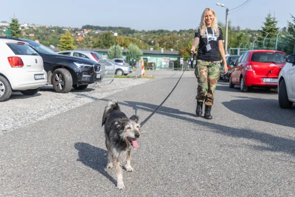 Na zdjęciu kobieta wyprowadza na spacer psa ze schroniska 