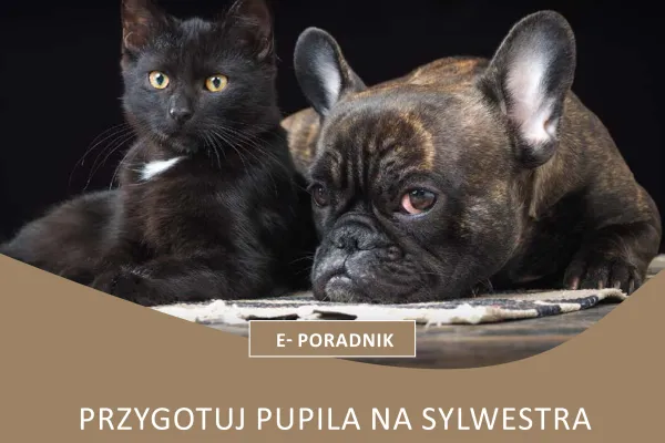 Na zdjęciu grafika z kotem i psem